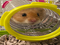 hamster2